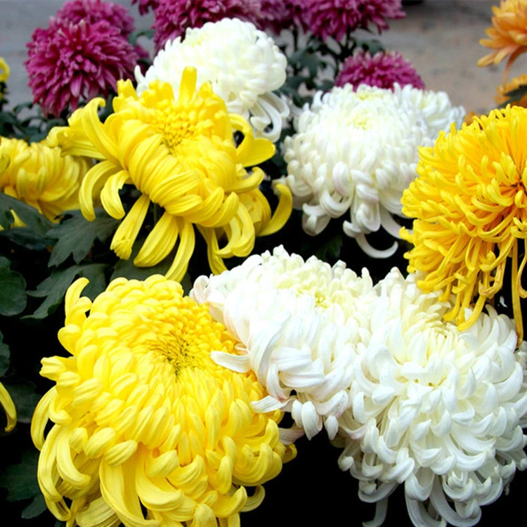 新品九月菊特大花国华菊花苗观赏秋菊花盆栽地栽四季开花菊花小苗