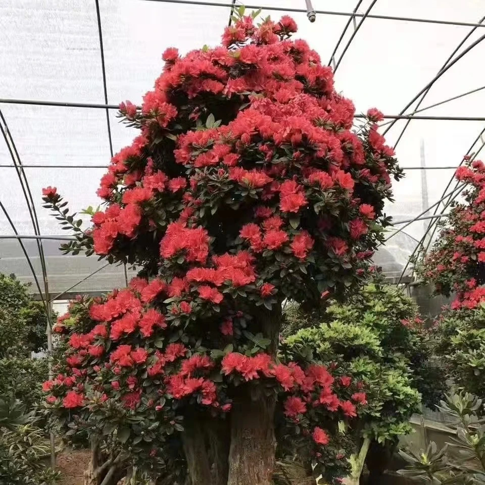 （一物一拍）比利时树桩杜鹃花庭院盆栽(包打木架不包邮)