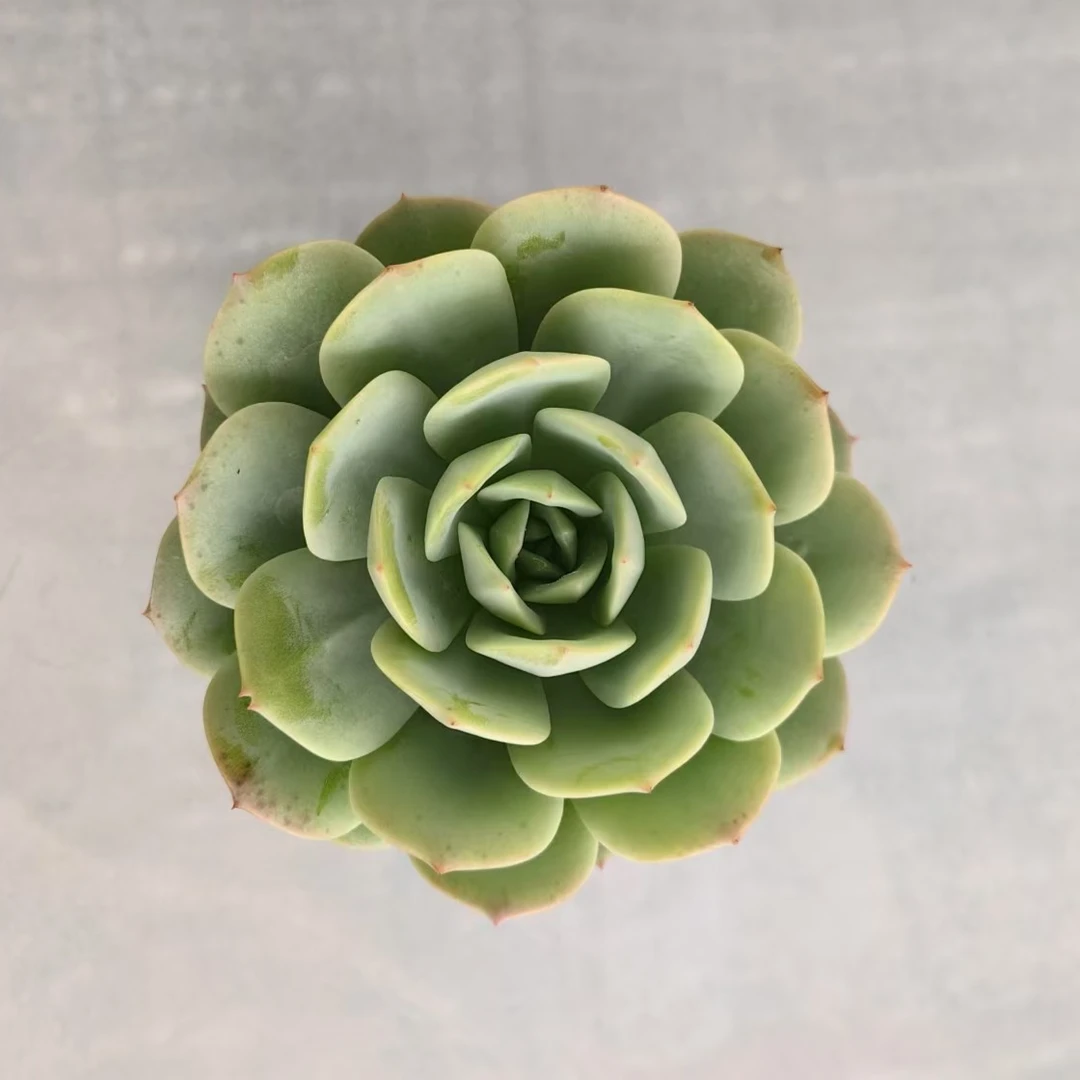 【恋曲】【带盆土发货】【满12元包邮】 办公室阳台多肉绿植量拍