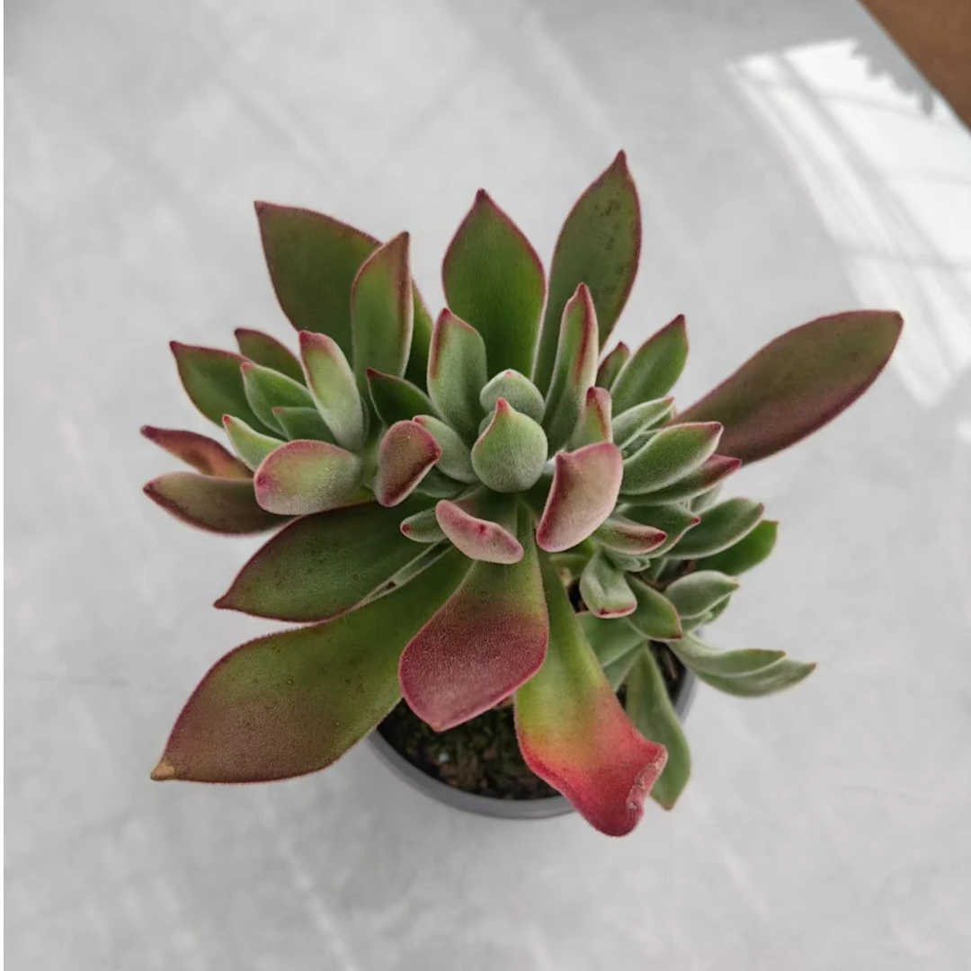 【锦晃星】【脱土发货】【满12元包邮】 办公室阳台多肉绿植量拍