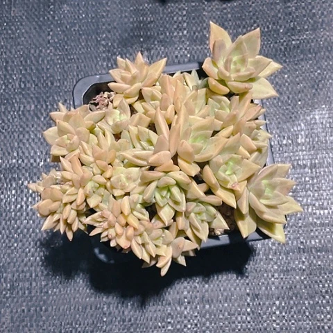老桩控养黄金表丽那朵朵缀19