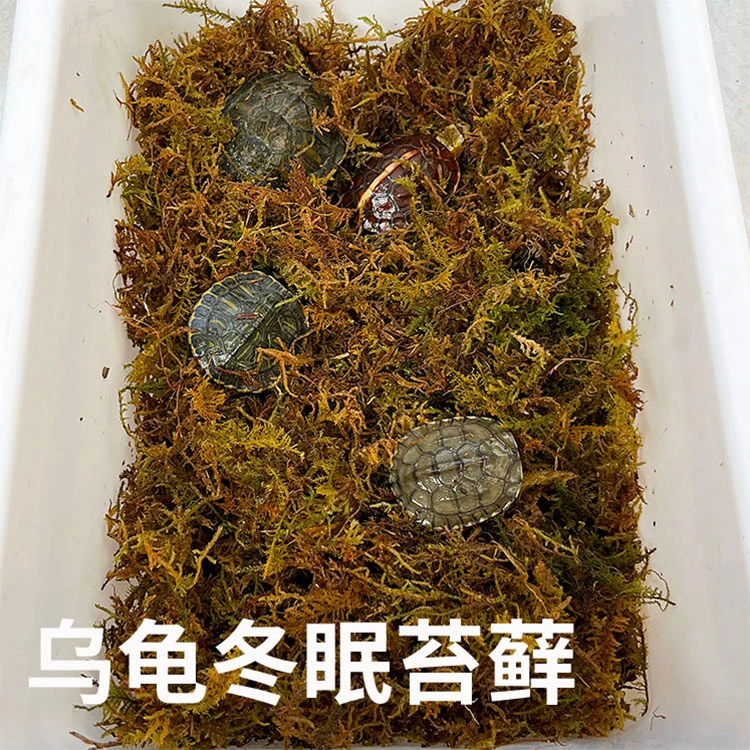 乌龟冬眠无菌苔藓冬眠躲避爬台