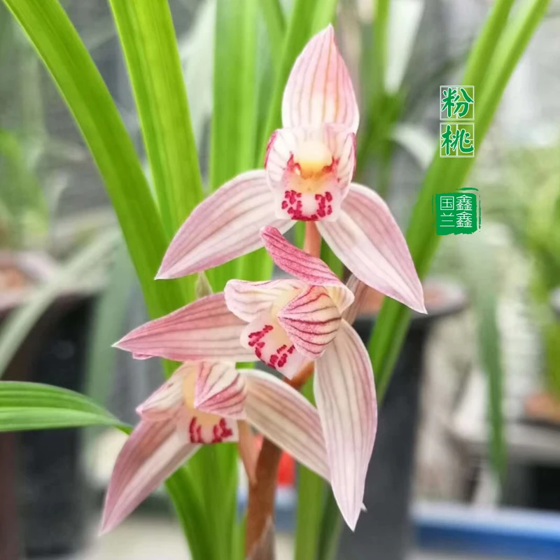 四川兰花粉桃荷型桃红色花瓣子厚久开不变形浓香自然栽培阳台花卉