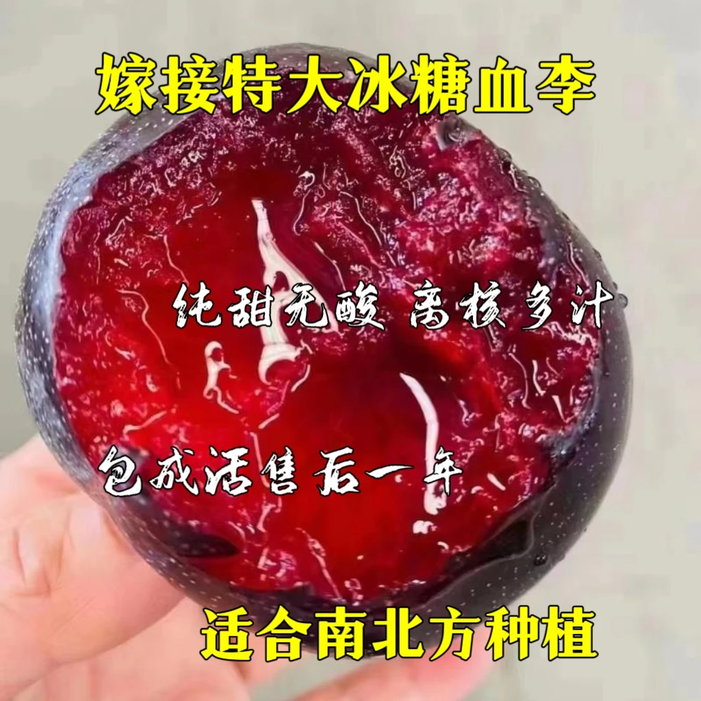 嫁接冰糖血李子树苗 盆栽地栽   耐寒耐热 适合南北方庭院种植