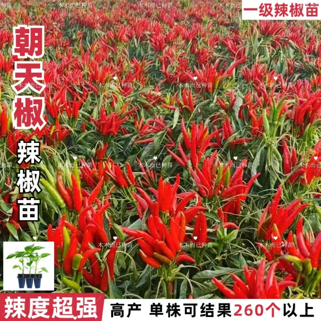 朝天椒种苗秧苗高产彩色簇生新鲜盆栽苗辣椒种子蔬菜苗秧高产菜苗