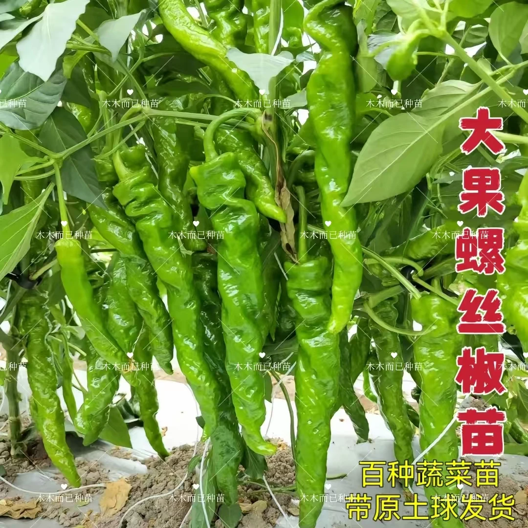 特大螺丝椒苗香辣型辣椒种子苗薄皮椒牛角椒朝天椒甜椒苗批发