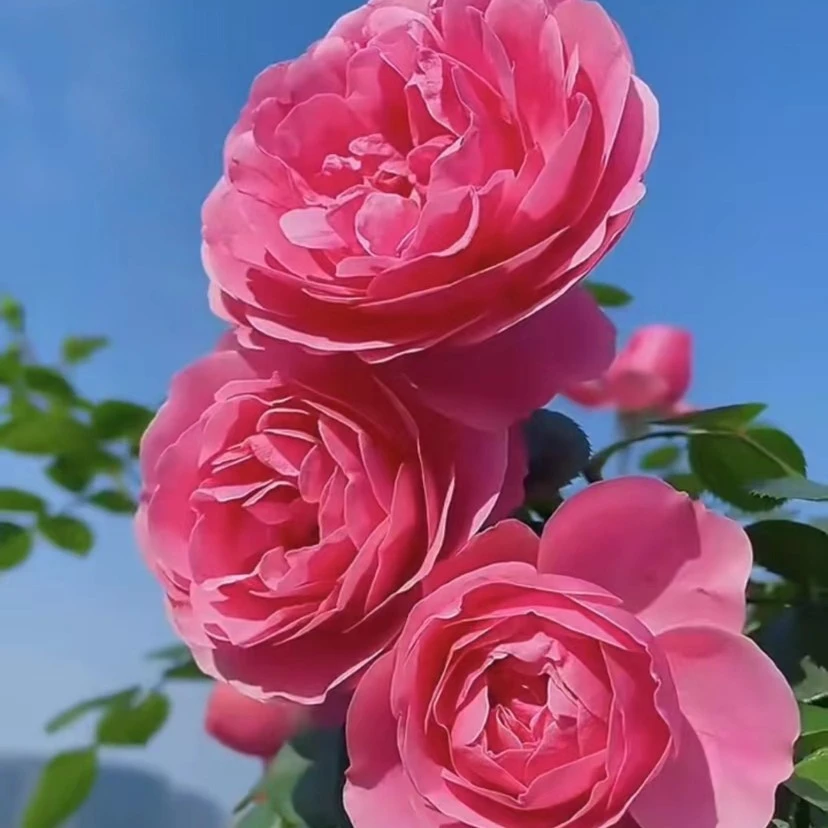 【粉色达芬奇】 爬藤月季大苗 庭院阳台多季开花盆栽地栽爬墙月季花