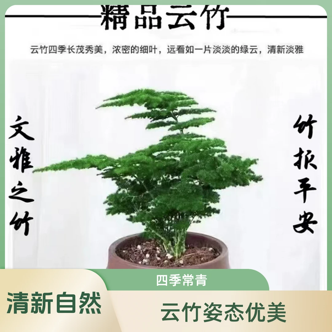 高档名贵品种矮生密叶【文雅之竹】盆景造型造型感层次感分明