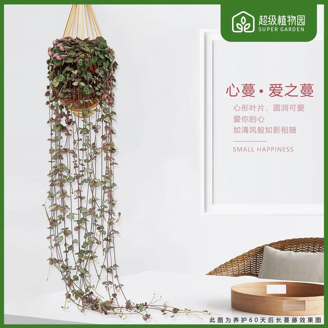 稀有心叶爱之蔓垂吊高颜值绿植室外吊兰带竹篮
