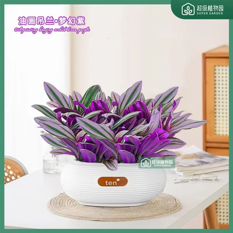 油画婚礼吊兰盆栽花盆垂吊爆盆好养易活紫露兰绿植室内多肉绿植