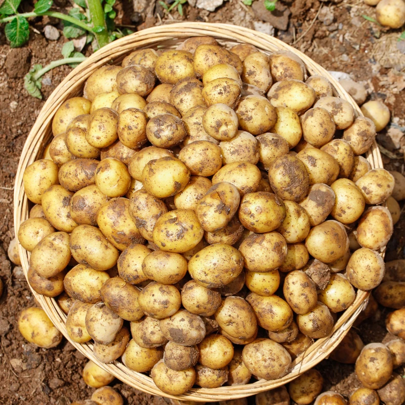 新鲜恩施小土豆迷你现挖黄心洋芋农家马铃薯应季蔬菜3斤5斤9斤