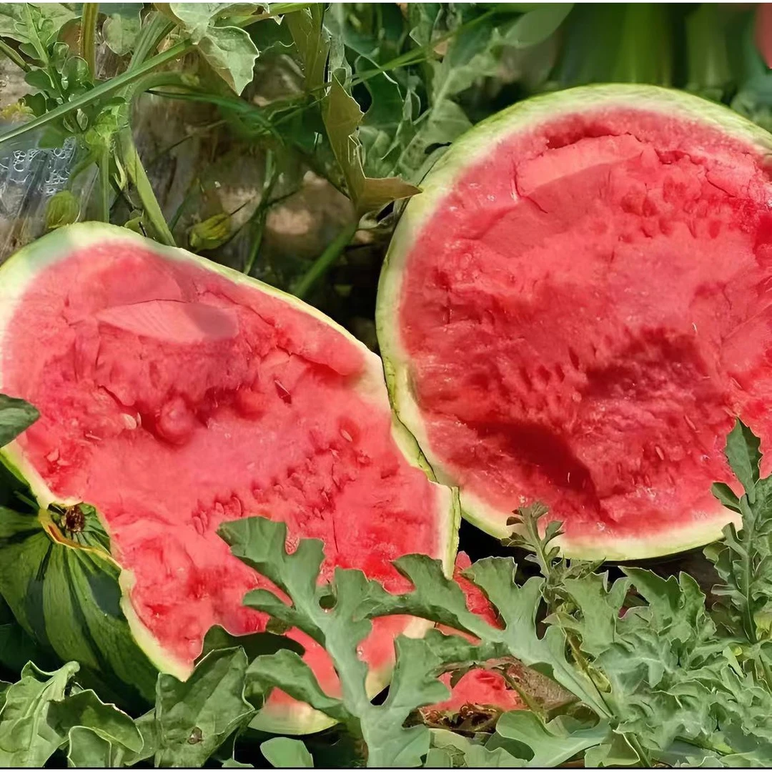 陕西美都麒麟无籽西瓜皮薄多汁香甜清脆自然成熟坏果包赔