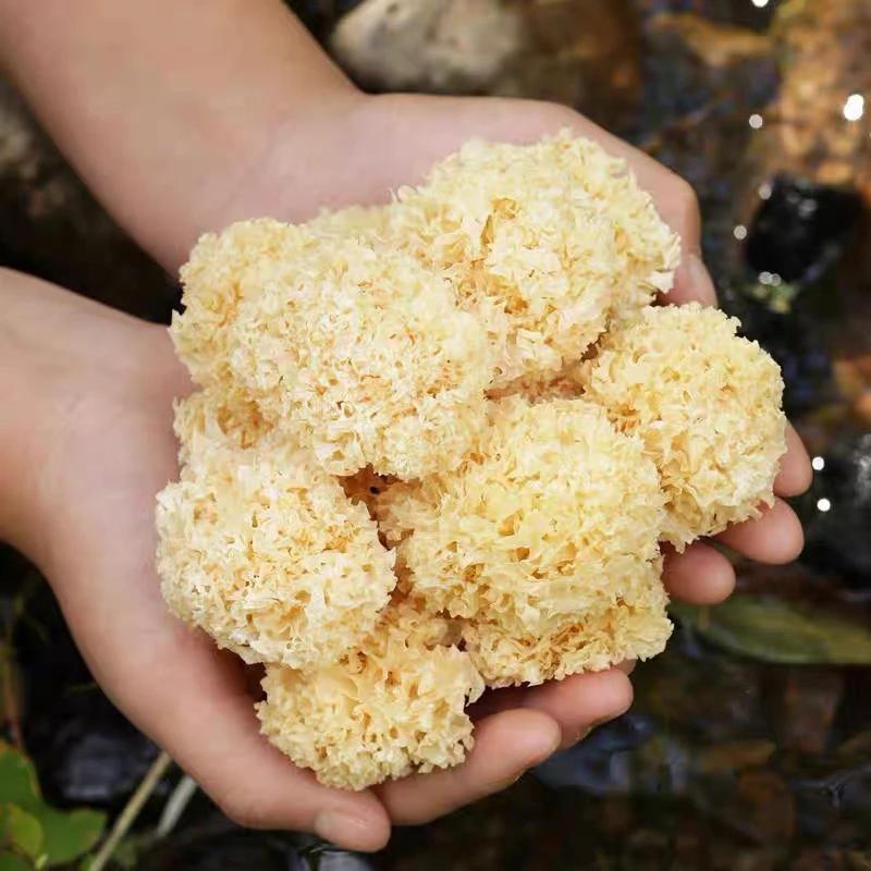 【小银耳】大山野生椴木小银耳干货炖汤