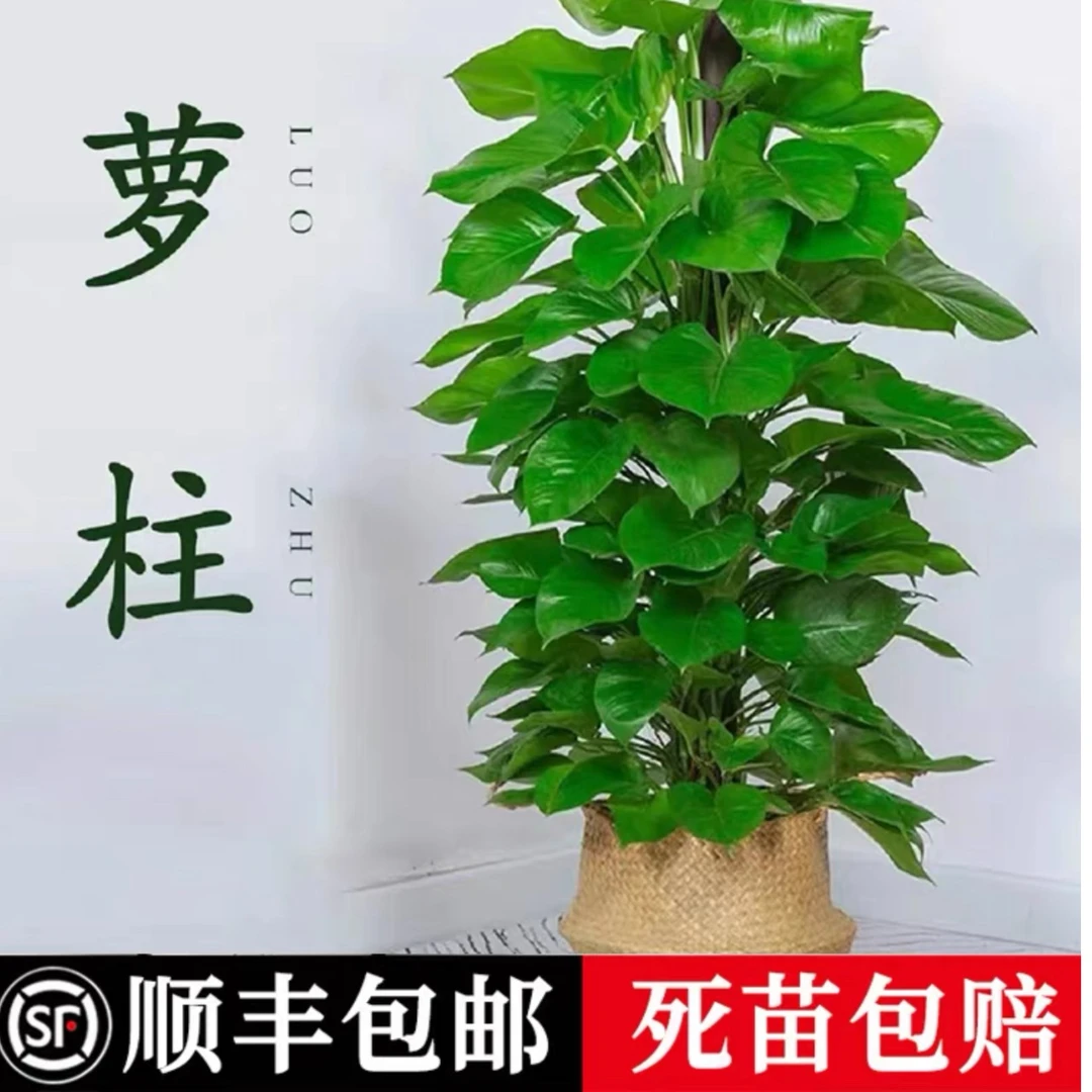 【大叶绿萝柱】1.2m绿萝柱/室内绿植去除甲醛绿箩植物/办公室好养