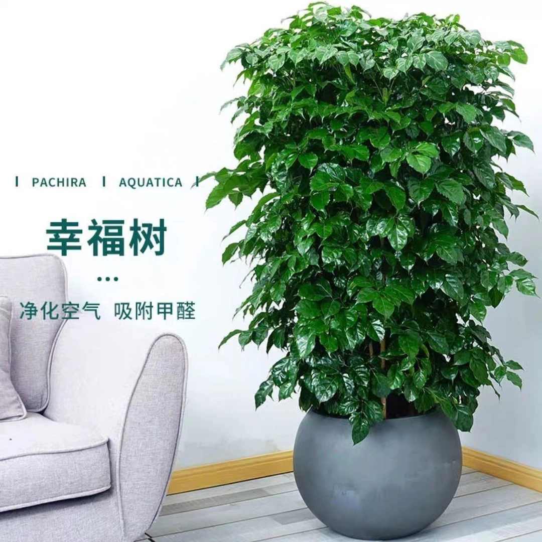 【丛林款幸福树】基地直发室内绿植四季常绿吸甲醛净化空气