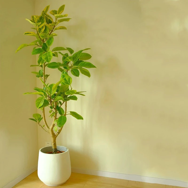 【老桩黄金榕】花叶橡皮树盆栽办公室客厅花卉植物室内大型绿植