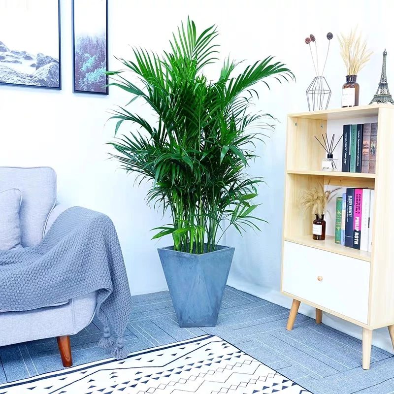 【富贵椰子】大型观叶植物盆栽客厅/吸甲醛北欧风绿植/室内绿植绿色