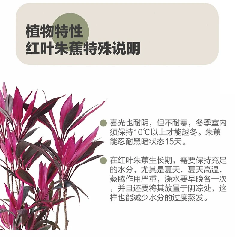 【红叶朱蕉】又名红铁千年木室内室外好养绿植直播间实物为准