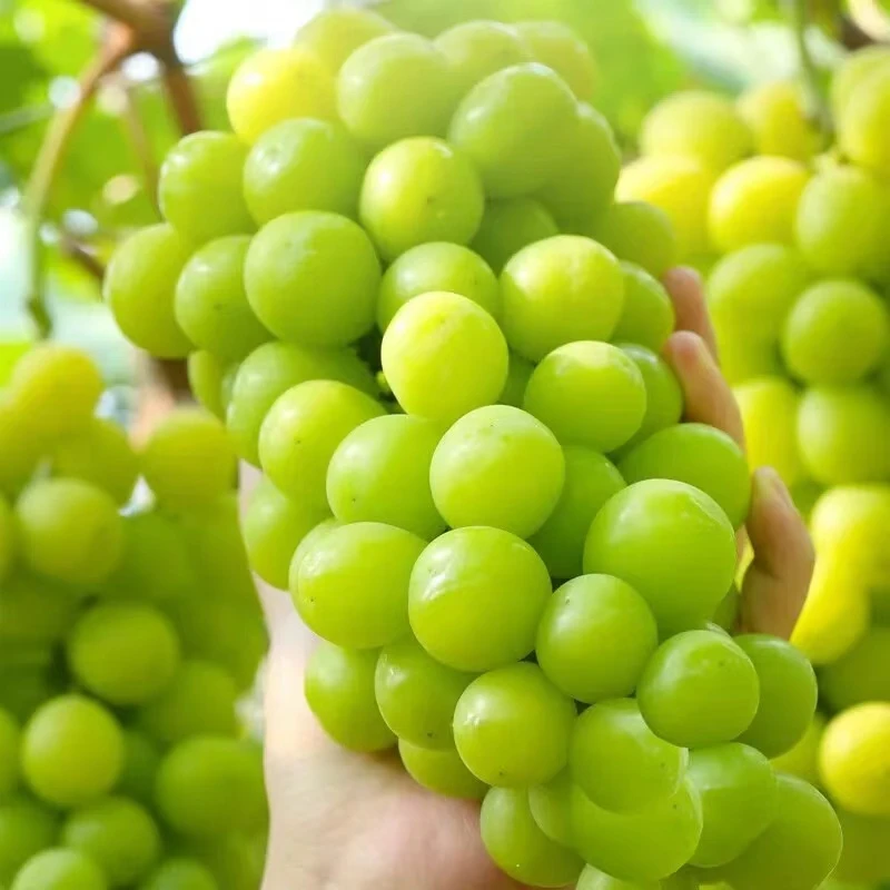 【达吾水果】精品阳光玫瑰2-3串（人工打包)