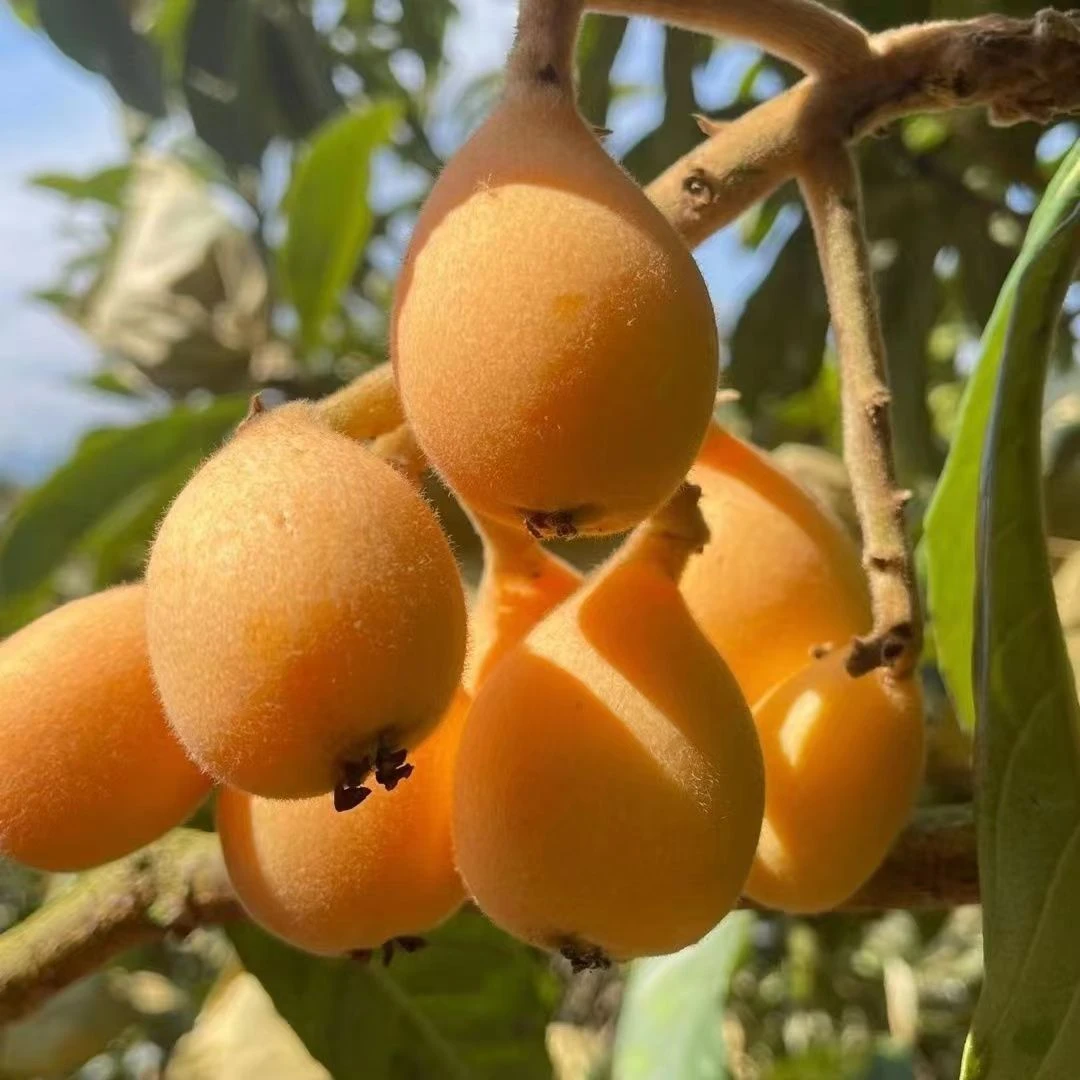 【达吾水果】云南蒙自甜枇杷4斤起