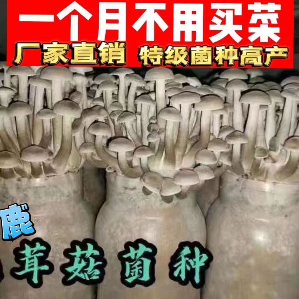 鹿茸菇菌包不出包赔高产母种蘑菇菌种速产食用菌菌包阳台盆栽种植