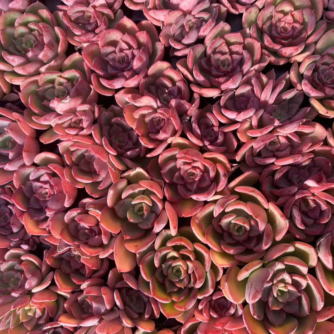 【精控多肉穴盘】多种低价新手多肉穴盘苗 带土球带穴盘 满十包邮