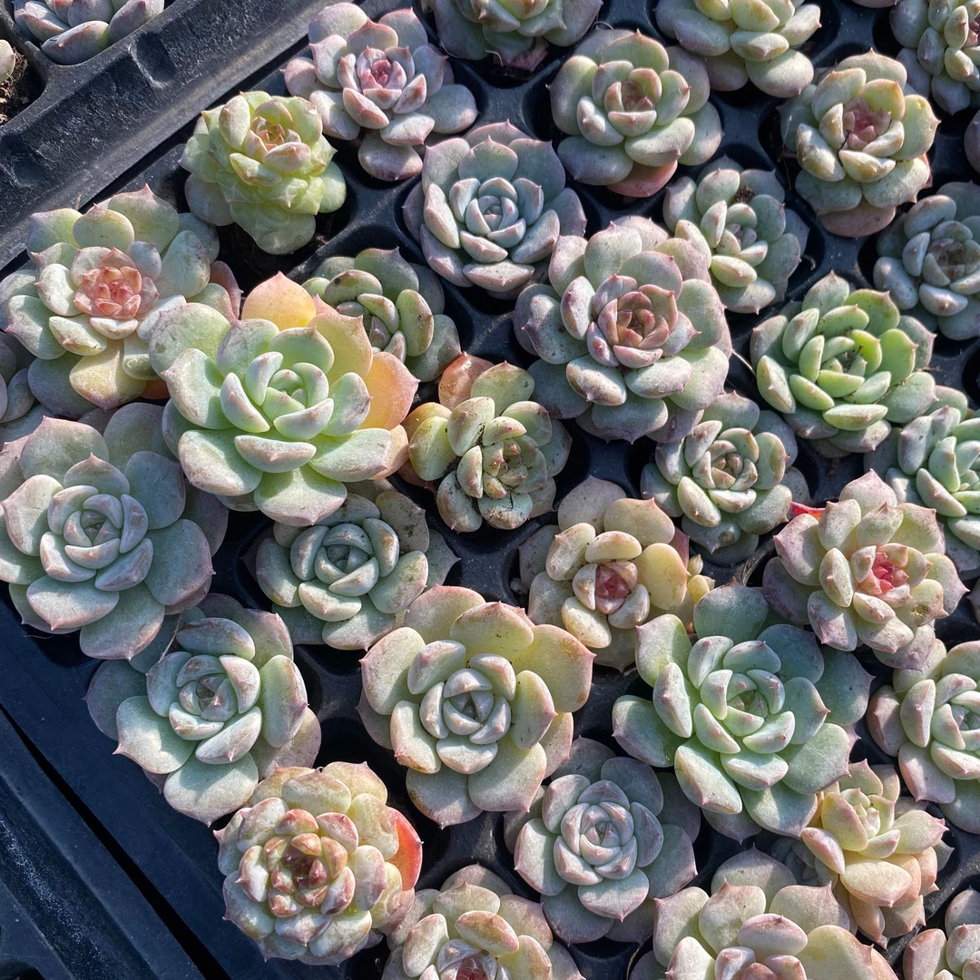 溏心多肉实拍一份15颗包邮基本带心糖心多肉小苗 2-3cm 品质保证