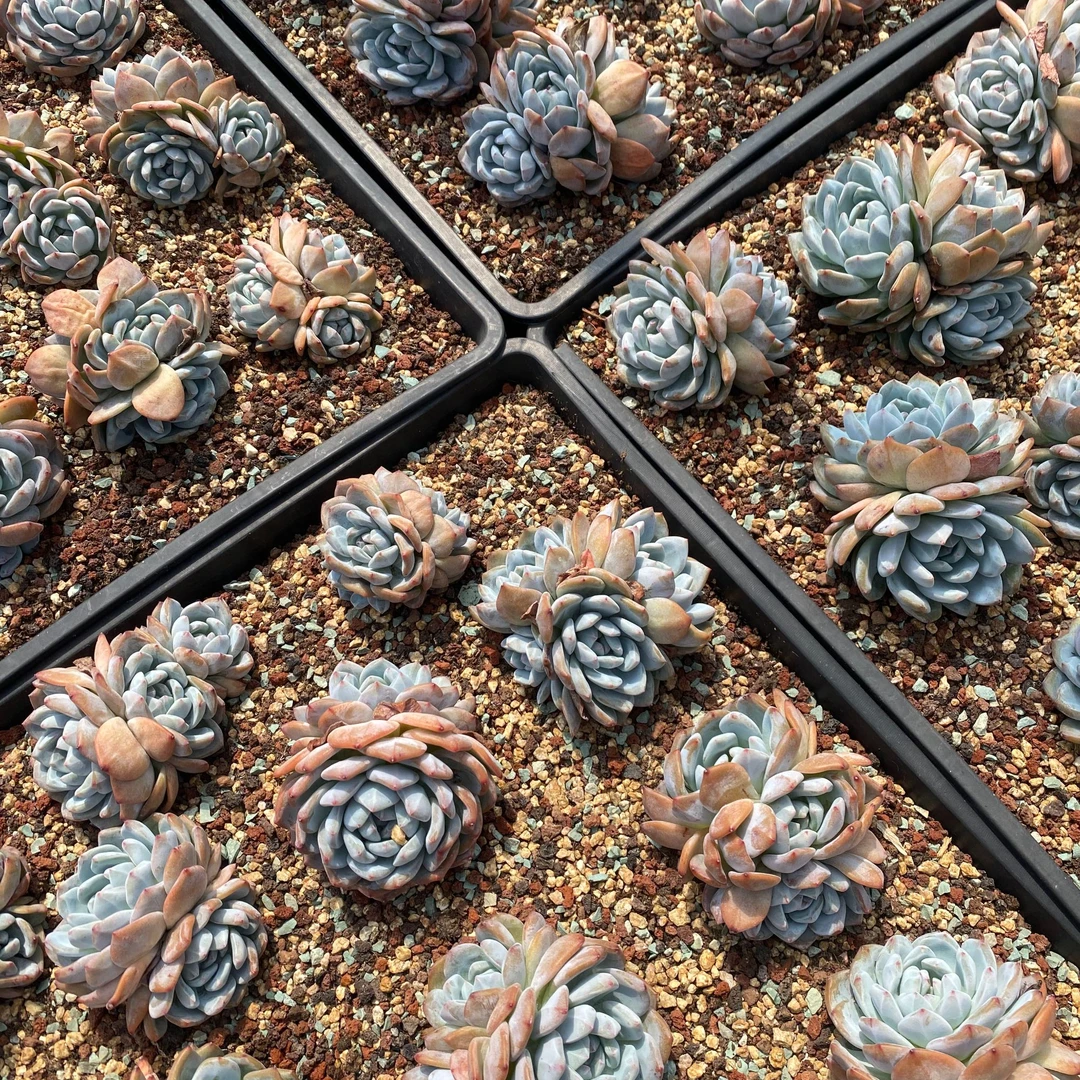 橙梦露 大颗韩系肥厚精品多肉植物皮实好养绿植花卉组合节日礼物