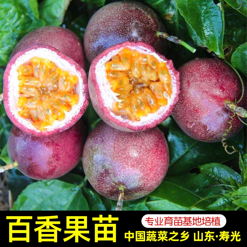 百香果苗广西大苗南方苗树百香果籽种树苗黄金果黄金蔬菜种子