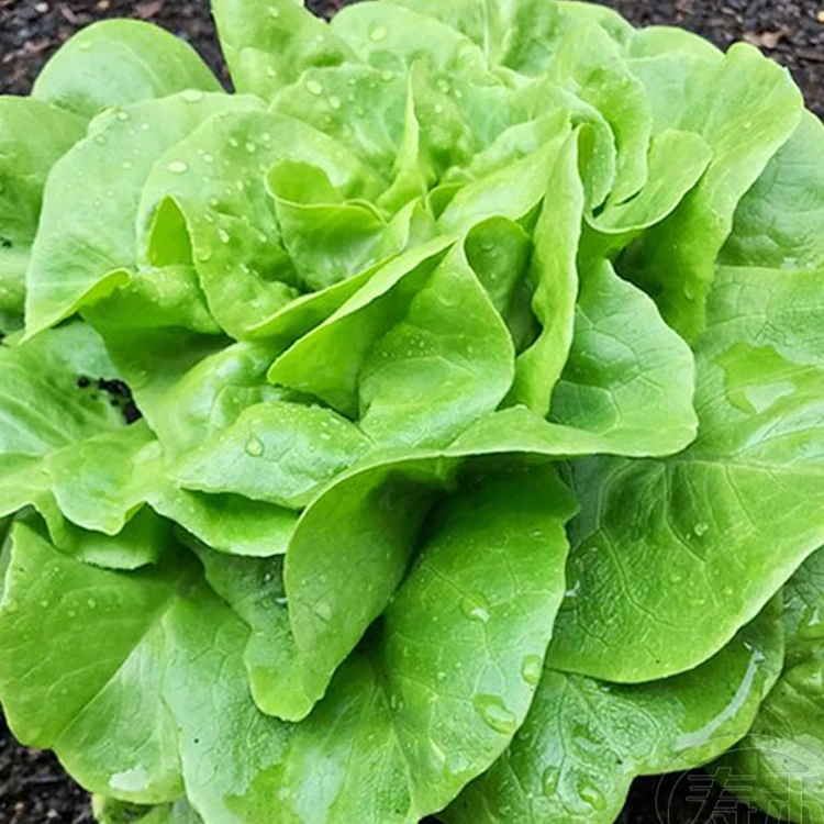 奶油生菜种子种籽四季沙拉小白菜阳台菜籽盆栽蔬菜孑菜种春季籽种