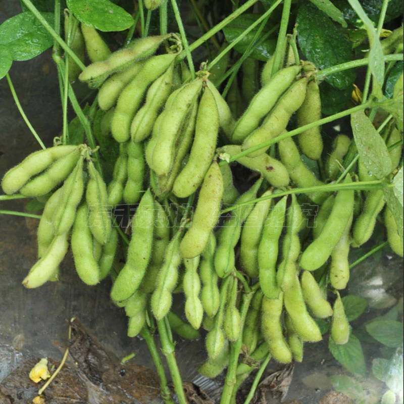 早熟毛豆种籽黄豆早毛豆高产菜毛豆特大青大豆四季夏季蔬菜种子孑