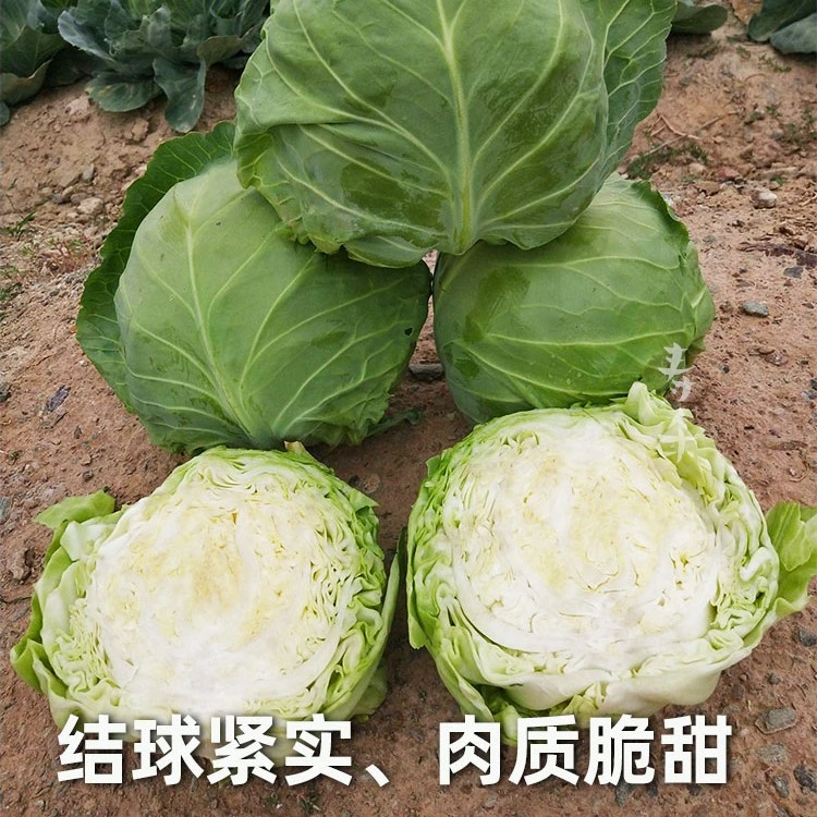 甘蓝种子种籽苗卷心菜包菜孑菜籽大头菜牛心包心菜秧苗菜种籽种包