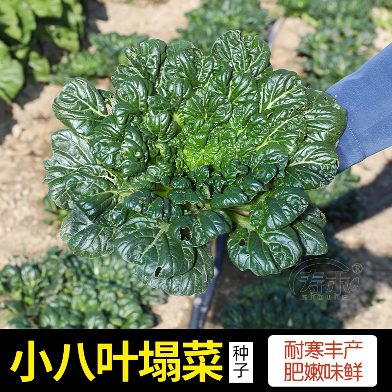 小八叶菊花菜乌塌菜种子白菜蔬菜种籽菜籽秋冬季黑菜孑菜种