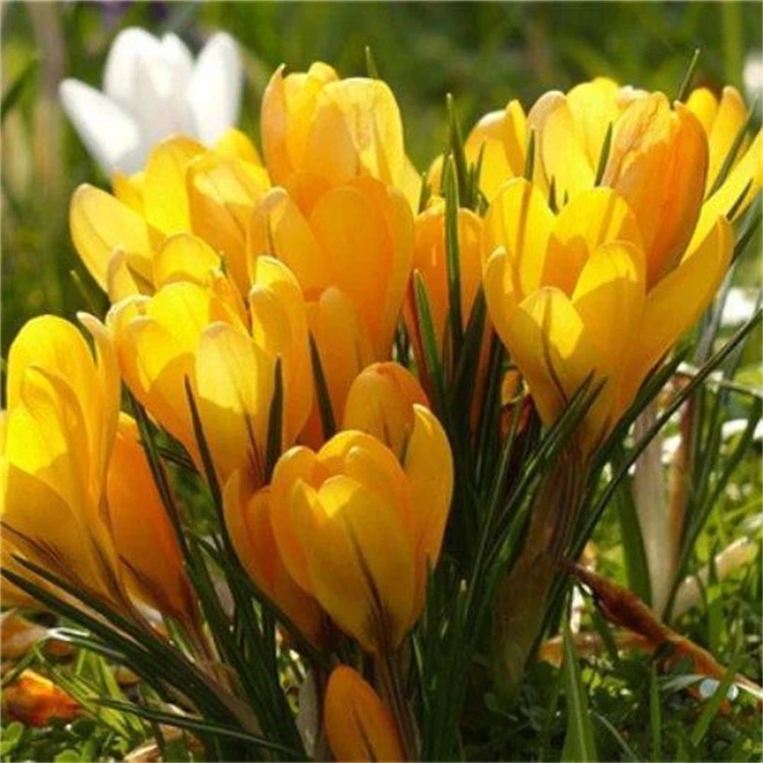 低温耐寒室外植物【四季藏红花种球】番红花球四季盆栽花丝泡茶养生