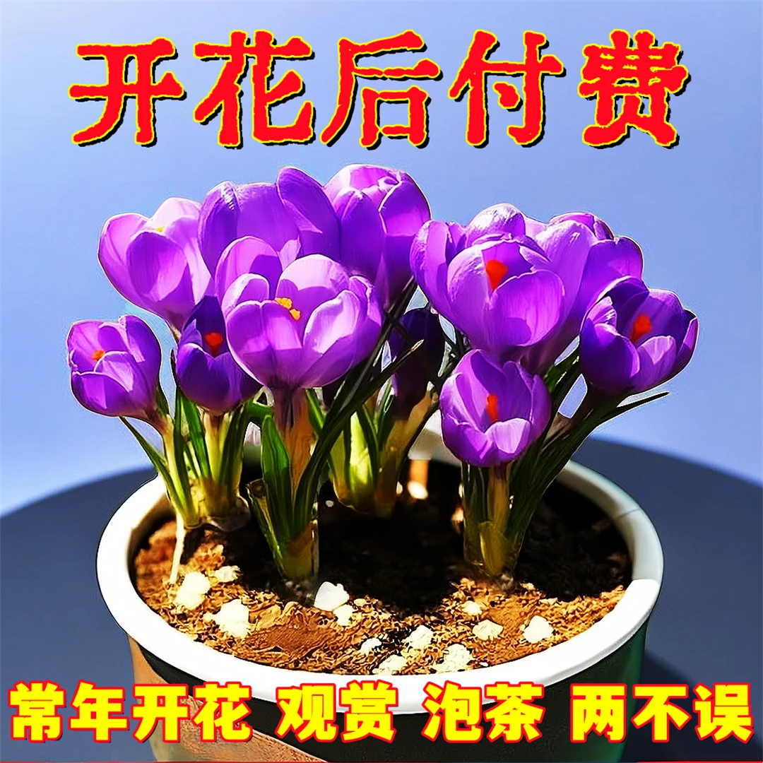【四季藏红花种球】番红花球花丝泡茶养生低温耐寒室外植物四季盆栽
