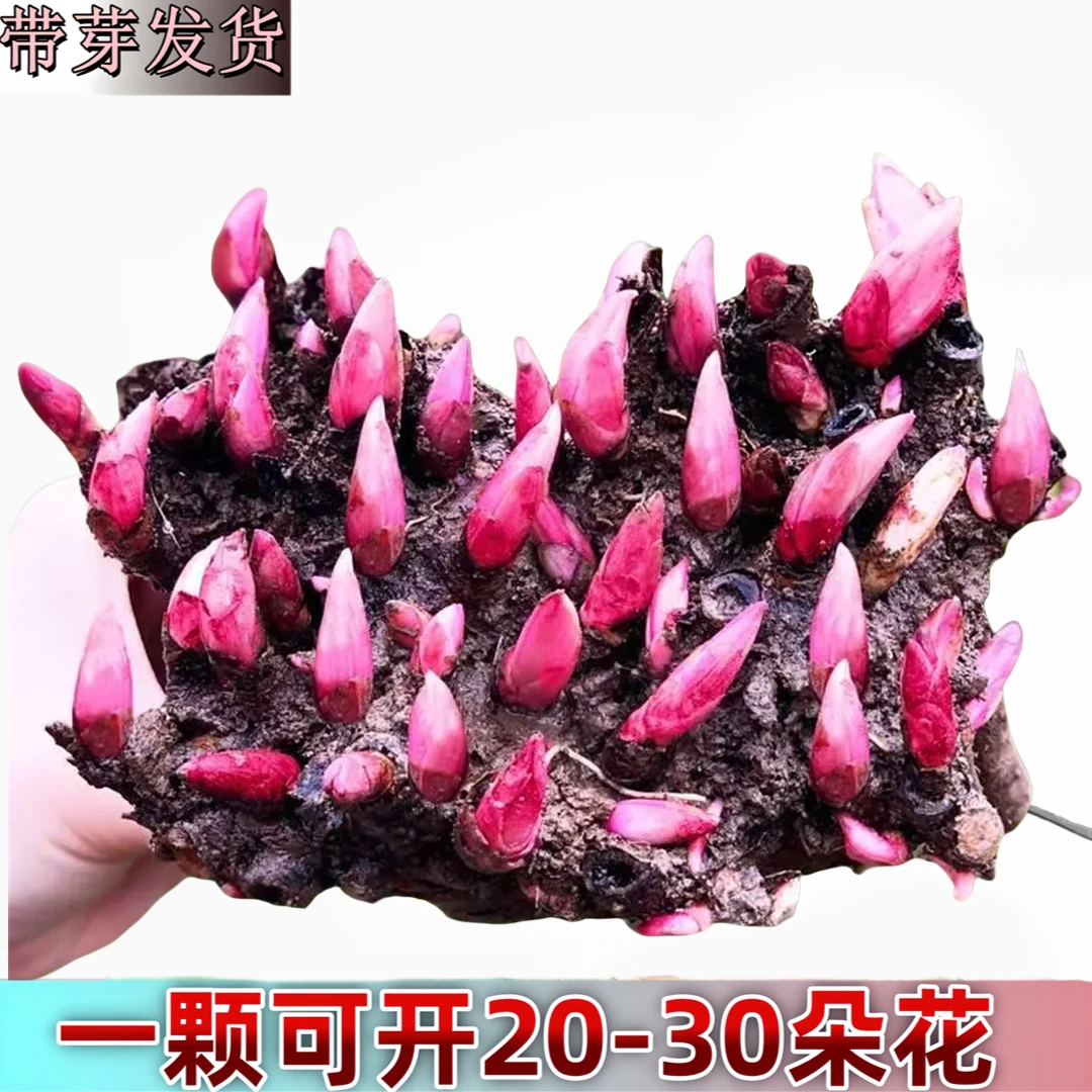 四季开花盆栽室内外庭院花卉观花植物牡丹花苗芍药花根块芍药根块