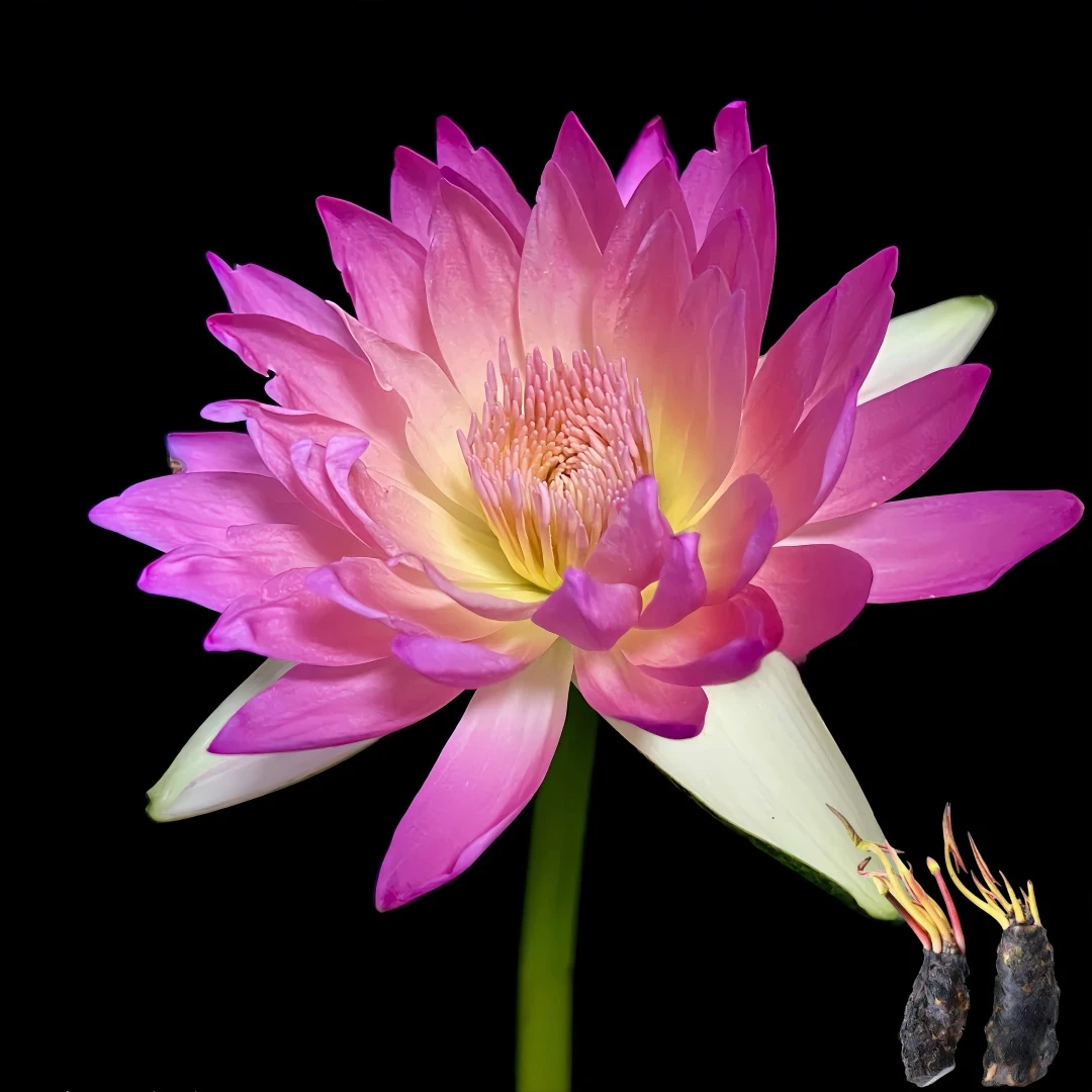 池塘睡莲根茎块水培植物四季种植粉白色耐寒栽培春季新鲜红色春季