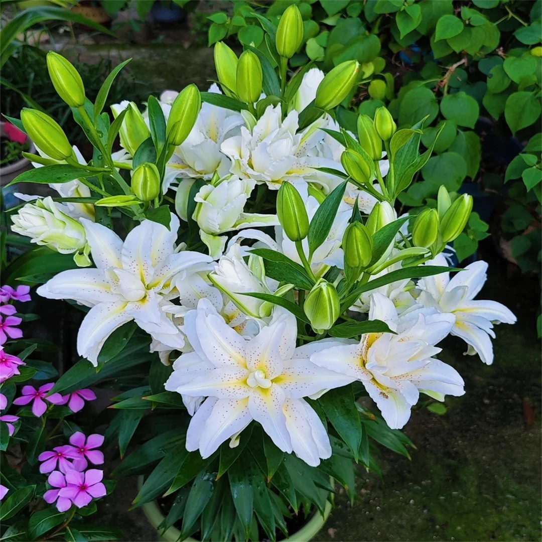 花苗批发花卉花种球好养活香水百合植物种子室内室外易活四季开花