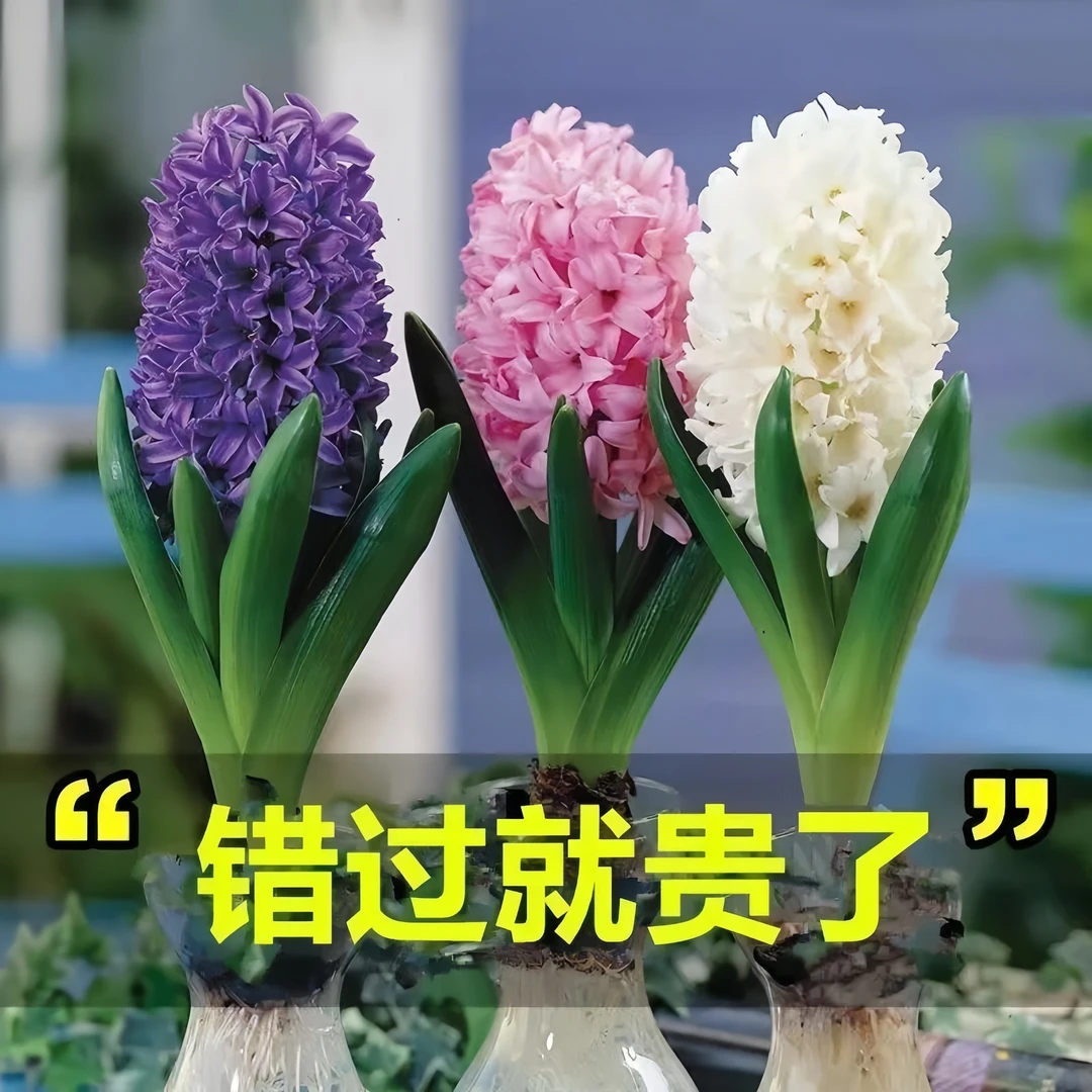 水培土培耐寒风信子种球荷兰进口室内盆栽冬天开花浓香型花卉好养