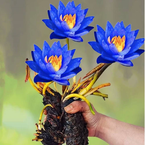 稀有睡莲【多色】睡莲根块带芽阳台净化摆放热带室内阳台净化室外