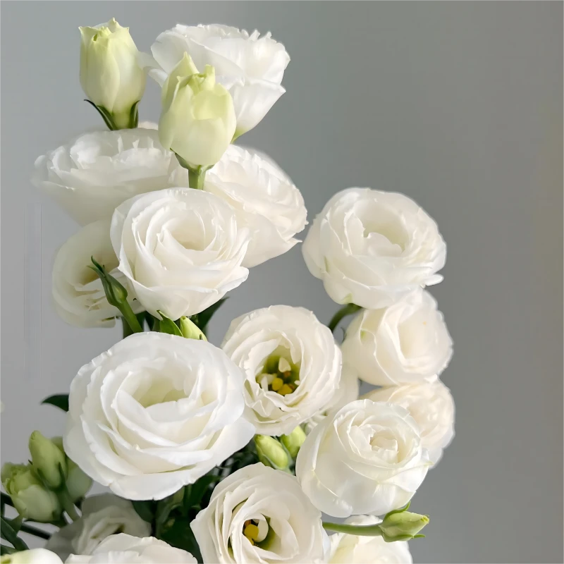 【秦农优汇】白色桔梗600g装 任意2单顺丰包邮温馨客厅养护插花