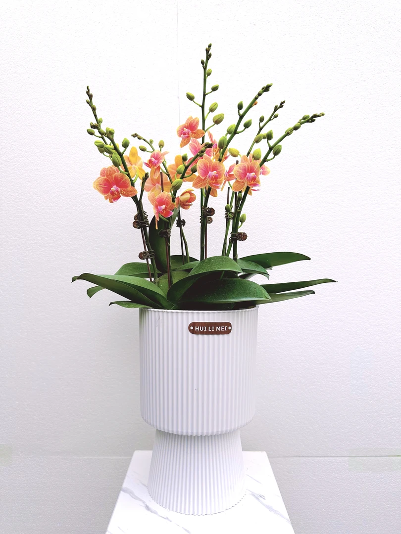 [金蝶]蝴蝶兰鲜花花卉开花带花办公室客厅桌面绿植盆栽园艺种植