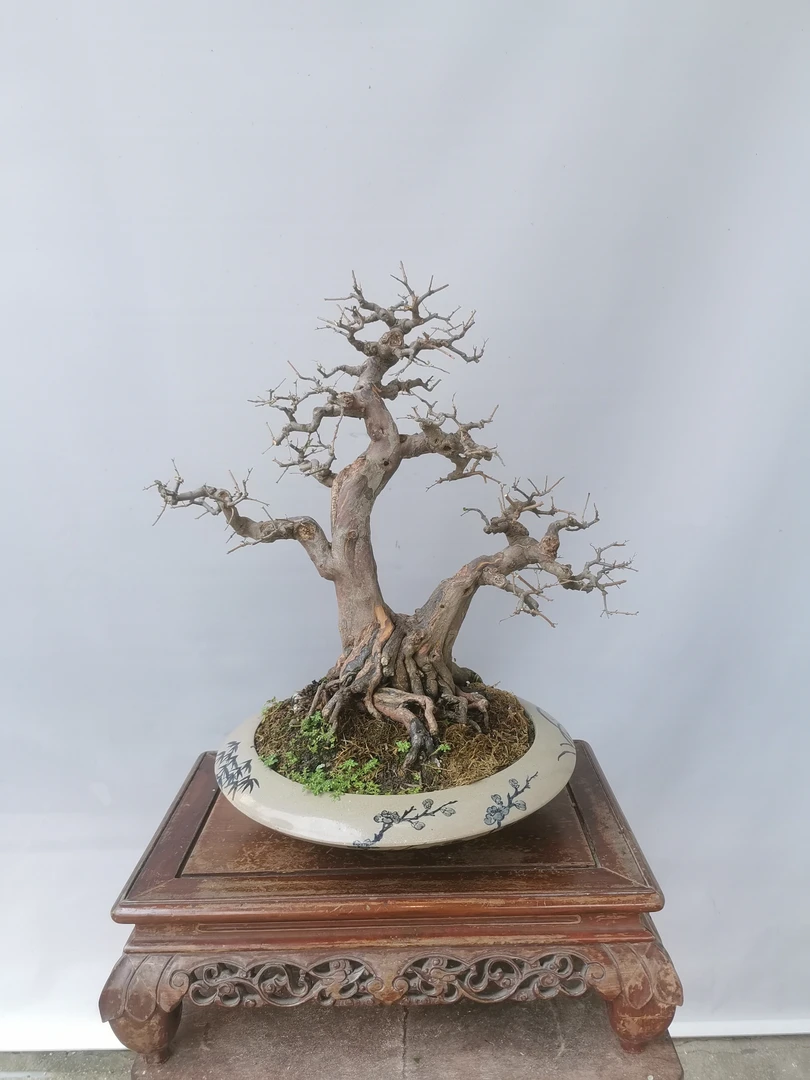 红芽雀梅，枝条采用岭南手法，几十年的盆龄！