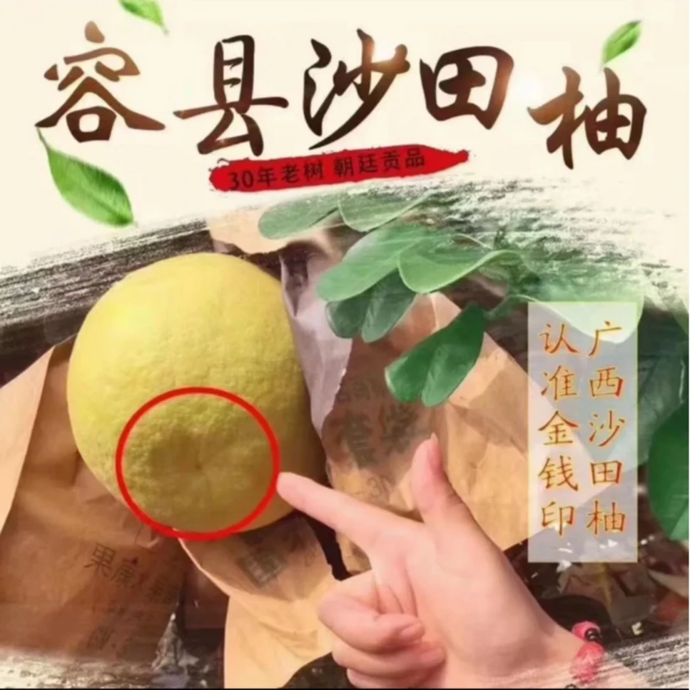 正宗广西容县沙田柚当季新鲜水果现货白肉礼盒包邮