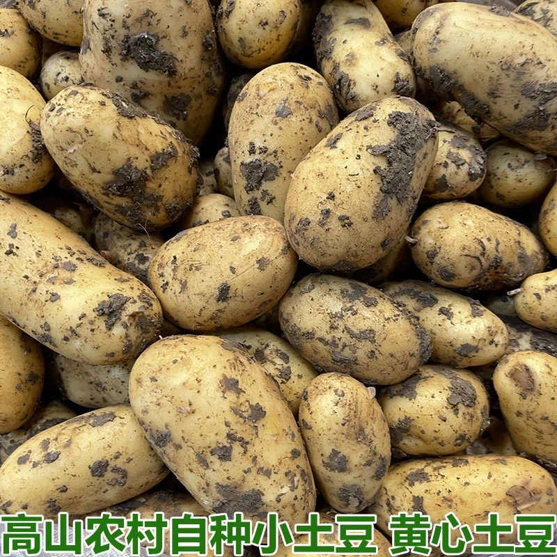 湖南耒阳自种新鲜蔬菜现挖现发老品种黄心土豆洋芋马铃薯 5斤包邮