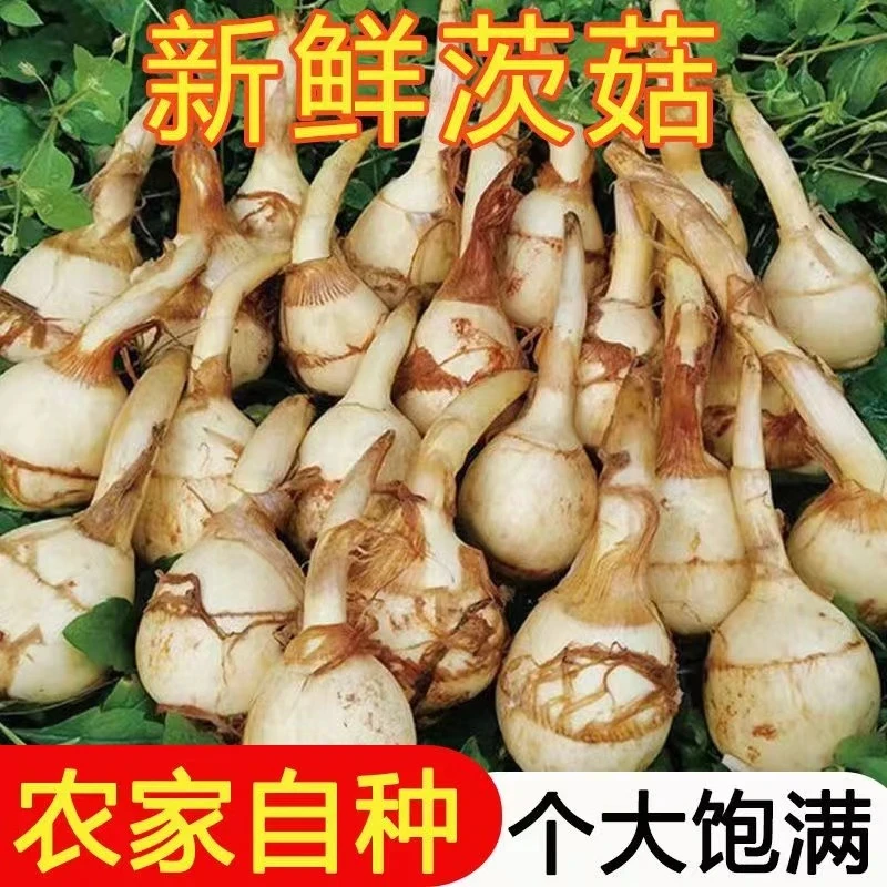 苏州茨菇新鲜现挖慈菇农家粉糯慈姑新鲜蔬菜现挖现发