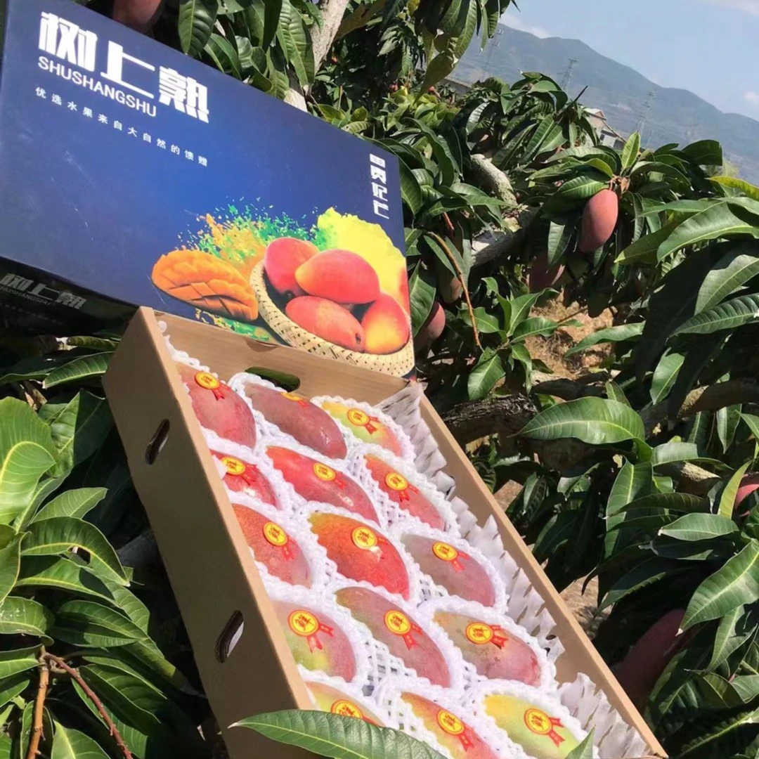 海南三亚树上熟贵妃芒净重8斤带箱9.6斤签收即食芒果水果香甜鲜嫩