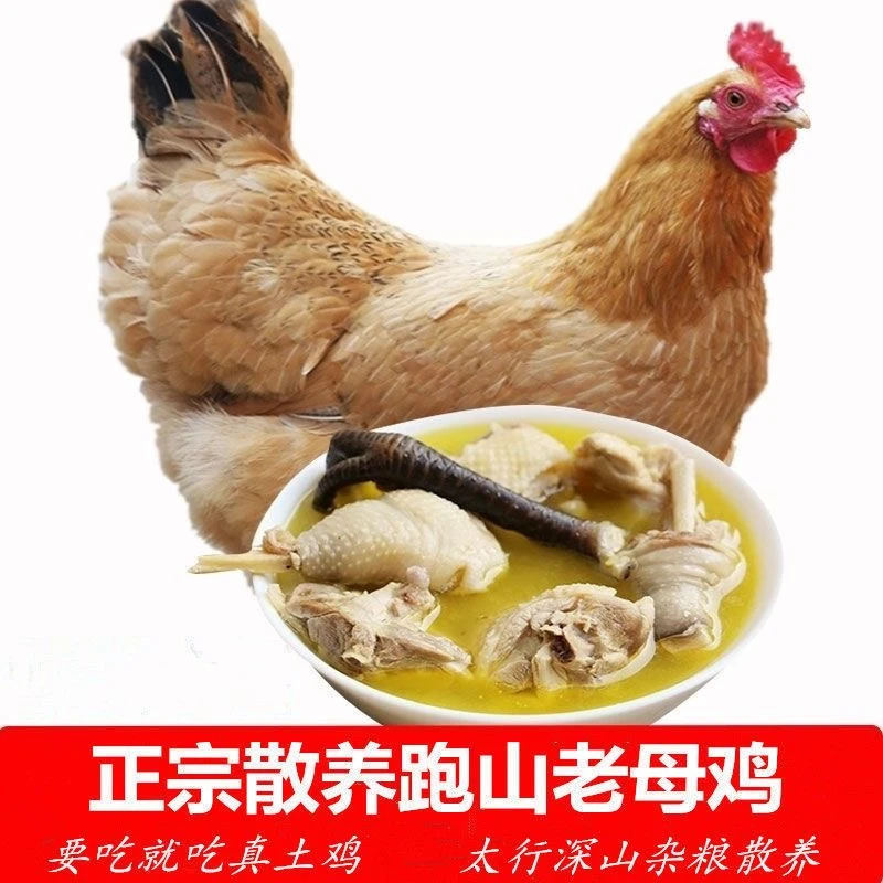 农家散养土鸡老母鸡黑脚鸡跑地鸡新鲜生鸡肉整只 包冰率不含冰