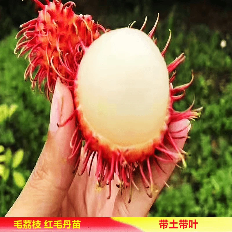 正品果树苗毛荔枝7号红毛丹嫁接苗带杯带叶子发货