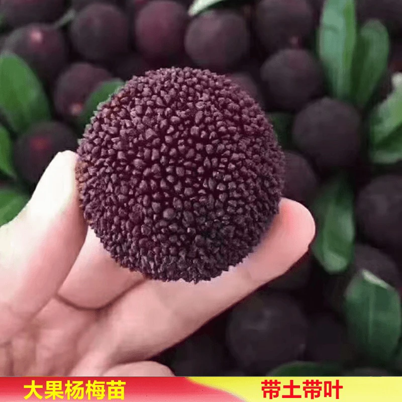 果树苗大果东魁杨梅黑炭杨梅大乌梅水晶白梅嫁接苗